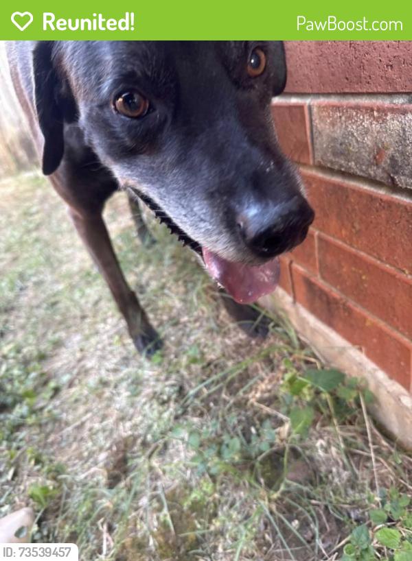 Reunited Male Dog last seen 34th and Liberty, Moore, OK 73160