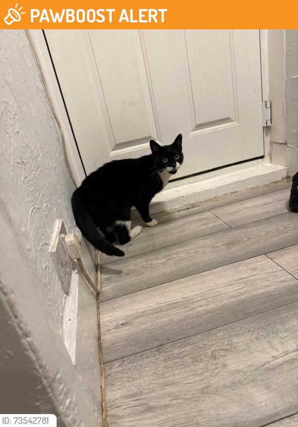 Found/Stray Female Cat last seen Sandringham Road, South Yorkshire, England 
