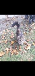 Found/Stray Female Cat last seen John campbell, Montréal, QC 
