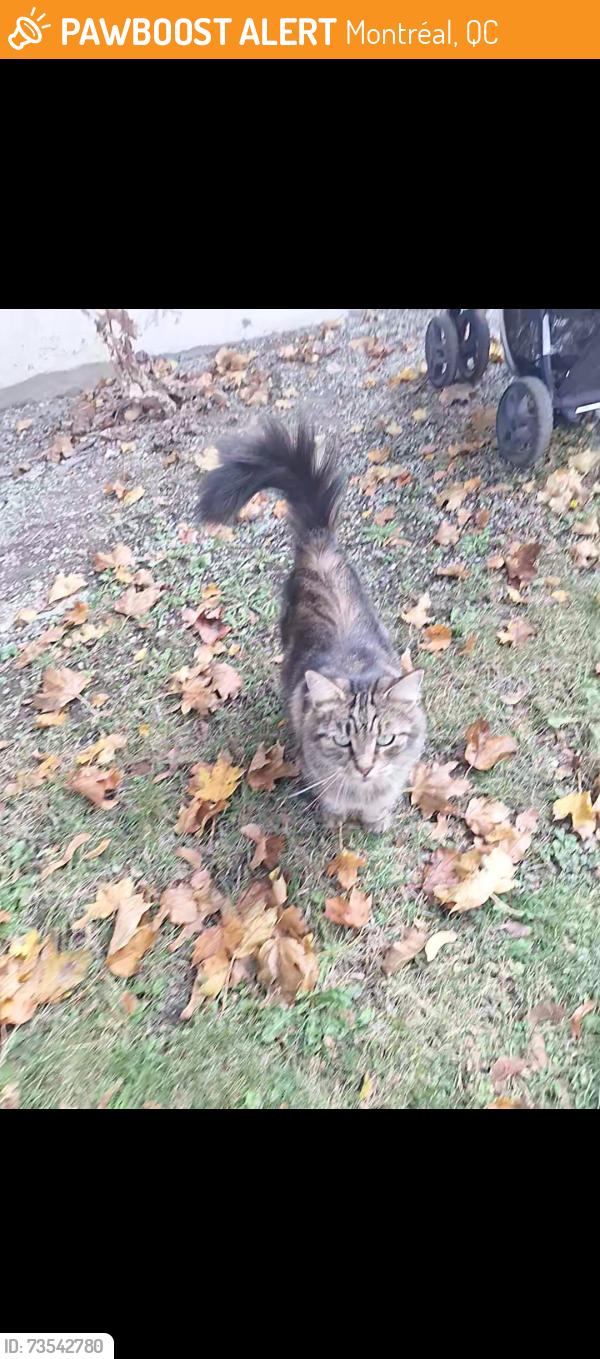 Found/Stray Female Cat last seen John campbell, Montréal, QC 