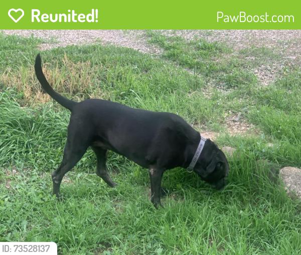 Reunited Female Dog last seen Rio Grande and El Pueblo, Los Ranchos de Albuquerque, NM 87114