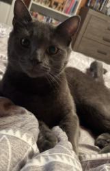 Reunited Male Cat last seen Morganton Road, Maryville, TN 37801