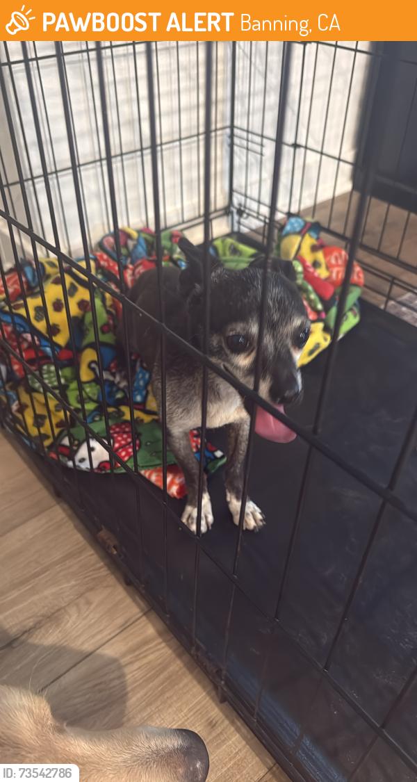 Found/Stray Male Dog last seen Apex, Banning, CA 92220