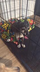Found/Stray Male Dog last seen Apex, Banning, CA 92220