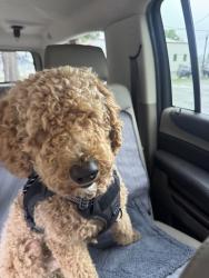 Found/Stray Male Dog last seen Howe and Alta Arden, Arden-Arcade, CA 95825