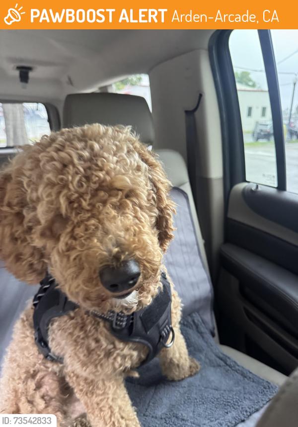 Found/Stray Male Dog last seen Howe and Alta Arden, Arden-Arcade, CA 95825