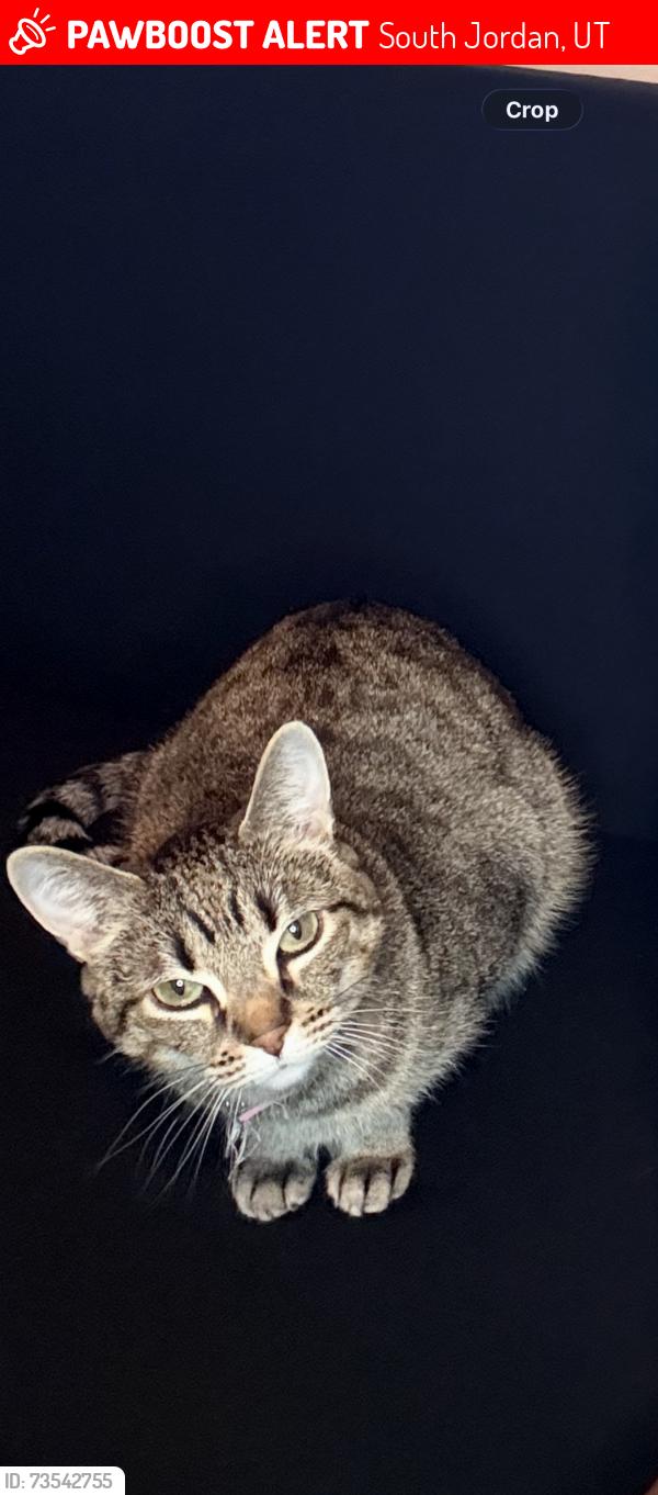 Lost Female Cat last seen Neilsons frozen custard South jordan, South Jordan, UT 84009