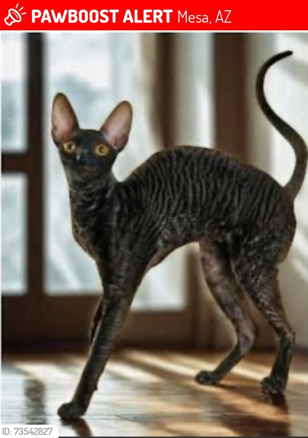 Lost Female Cat last seen Naranja ave and Monterey, Mesa, AZ 85209