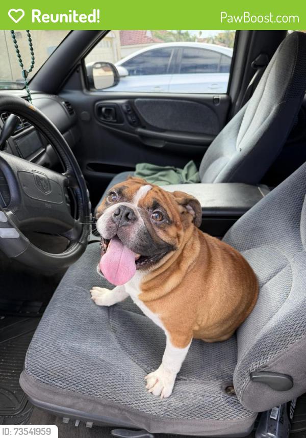Reunited Male Dog last seen Walking near honey hollow elementary, Moreno Valley, CA 92557