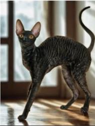 Lost Female Cat last seen Naranja ave and Monterey, Mesa, AZ 85209