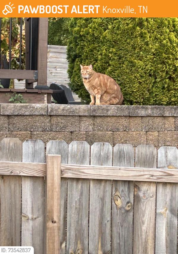 Found/Stray Unknown Cat last seen Off of Nubbin Ridge west of Wallace, Knoxville, TN 37919