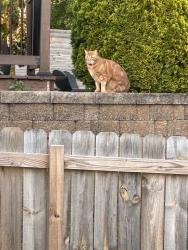 Found/Stray Unknown Cat last seen Off of Nubbin Ridge west of Wallace, Knoxville, TN 37919