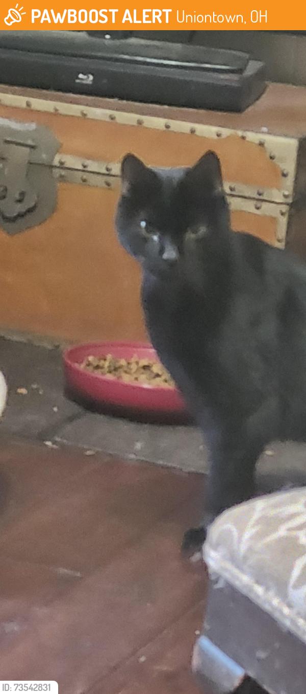 Found/Stray Unknown Cat last seen whitehall, Uniontown, OH 44685
