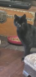 Found/Stray Unknown Cat last seen whitehall, Uniontown, OH 44685