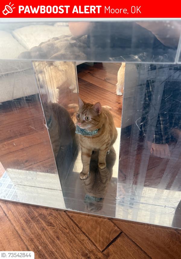 Lost Male Cat last seen NE 27th street, Moore, OK 73160