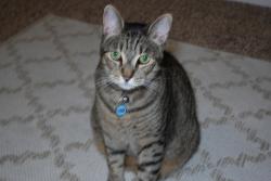 Lost Male Cat last seen Near Carroll Elementary, Bernalillo, NM 87004