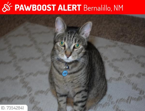 Lost Male Cat last seen Near Carroll Elementary, Bernalillo, NM 87004