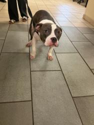 Shelter Stray Male Dog last seen Independence Boulevard, VIRGINIA BEACH, VA, 23455, 341 S Birdneck Rd, Virginia Beach, VA 23451, USA