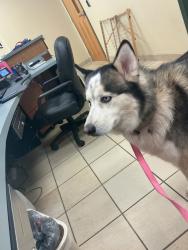 Shelter Stray Male Dog last seen Bonney Road, VIRGINIA BEACH, VA, 23452, 341 S Birdneck Rd, Virginia Beach, VA 23451, USA