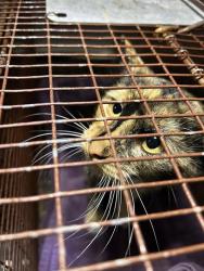 Shelter Stray Female Cat last seen TX, 7201 Levander Loop bldg a, Austin, TX 78702, USA