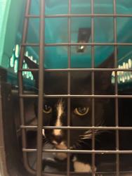 Shelter Stray Male Cat last seen Near Woodward Street, AUSTIN, TX, 78741, 7201 Levander Loop bldg a, Austin, TX 78702, USA