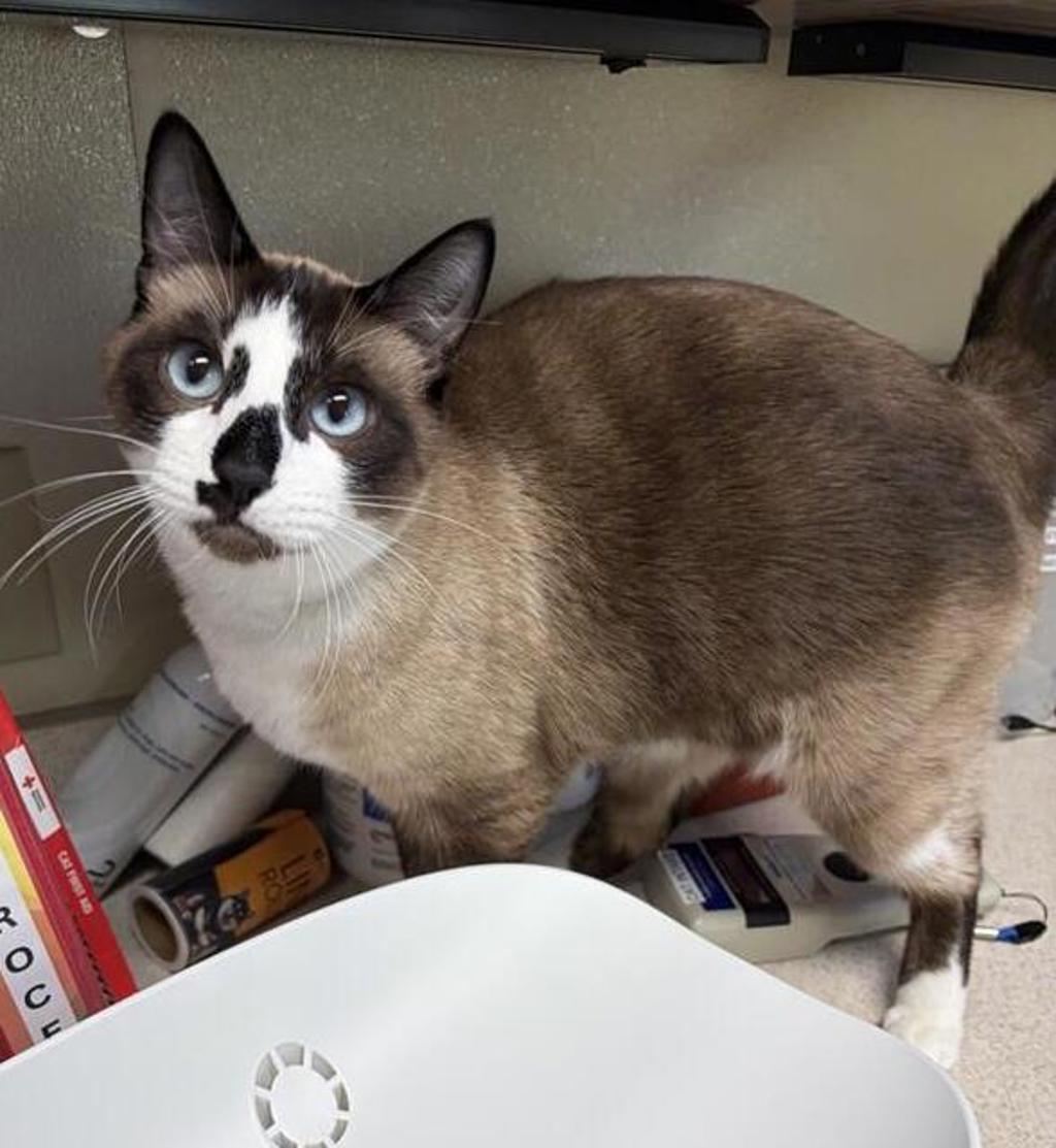 Shelter Stray Male Cat last seen Near 6th Avenue S, GREAT FALLS, MT, 59405, 1010 25th Ave NE, Great Falls, MT 59404, USA