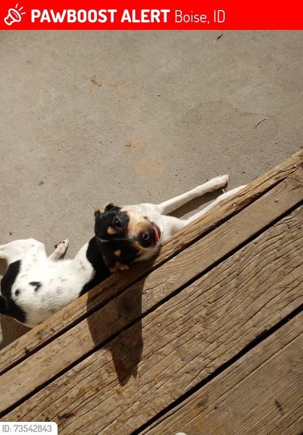 Lost Female Dog last seen Snohomish and cole, Boise, ID 83709