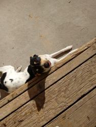 Lost Female Dog last seen Snohomish and cole, Boise, ID 83709