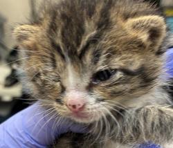 Shelter Stray Female Cat last seen NE 118th and NE Halsey, OR, 1700 W Historic Columbia River Hwy, Troutdale, OR 97060, USA