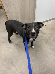 Shelter Stray Male Dog last seen Camille Street, LAFAYETTE, LA, 70503, 410 Dugas Rd, Lafayette, LA 70507, USA