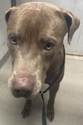 Shelter Stray Female Dog last seen Near W 400 N, SALT LAKE CITY, UT, 84103, 511 W 3900 S, Salt Lake City, UT 84123, USA