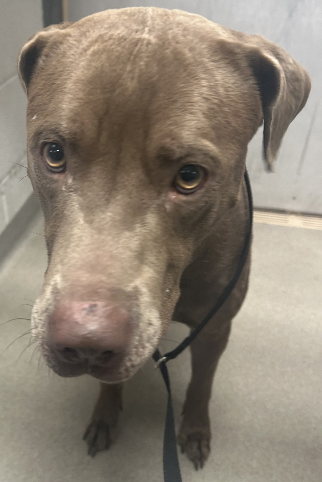 Shelter Stray Female Dog last seen Near W 400 N, SALT LAKE CITY, UT, 84103, 511 W 3900 S, Salt Lake City, UT 84123, USA