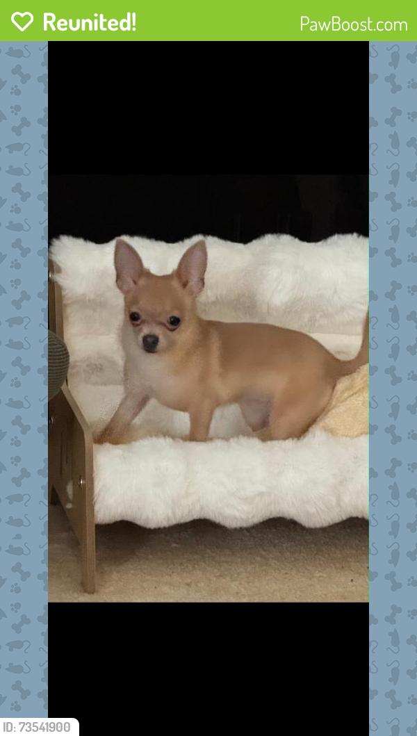Reunited Female Dog last seen Harlem Grovetown rd, Grovetown, GA 30813