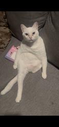 Reunited Male Cat last seen fourth avenue Redwood City, Redwood City, CA 94063