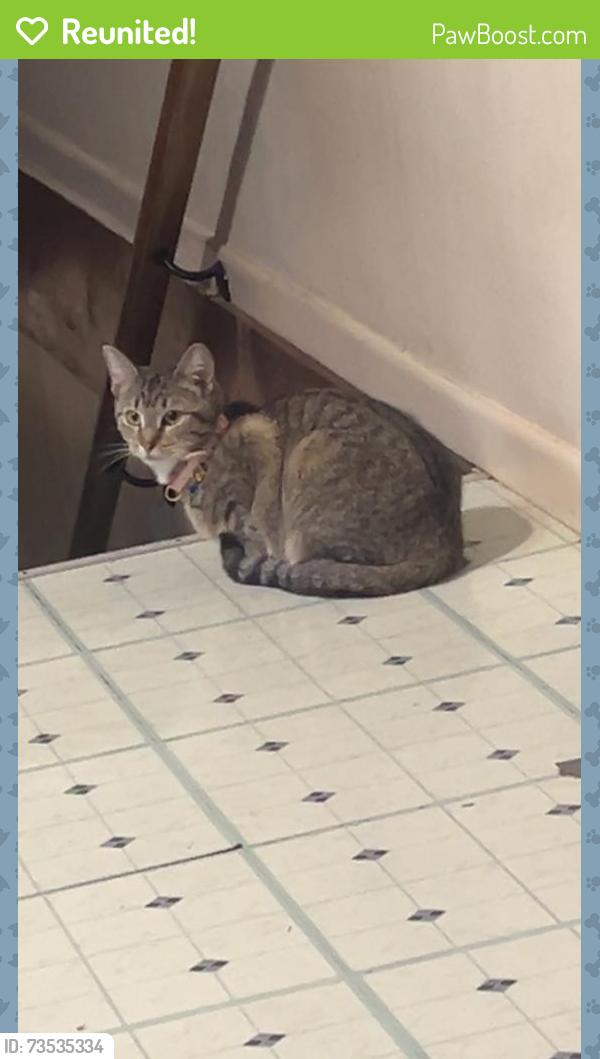 Reunited Female Cat last seen Near Harriman Hwy Oliver Springs, TN 37840 United States, Roane County, TN 37840