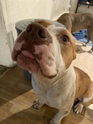 Reunited Male Dog last seen Salem turnpike nw, Roanoke, VA 24017
