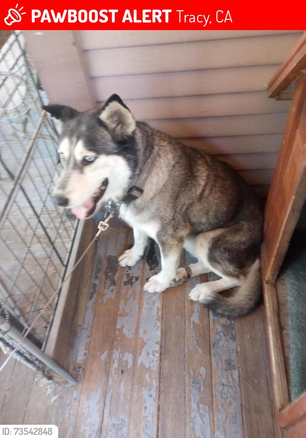 Lost Female Dog last seen Near street and D Street, Tracy, CA 95376