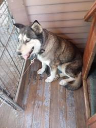 Lost Female Dog last seen Near street and D Street, Tracy, CA 95376