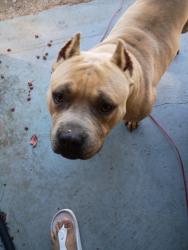 Found/Stray Male Dog last seen Apache Ln., Little Joe Ct., Riverdale, GA 30274