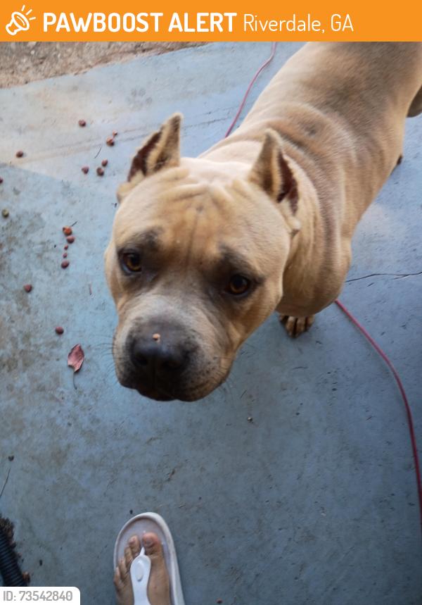 Found/Stray Male Dog last seen Apache Ln., Little Joe Ct., Riverdale, GA 30274