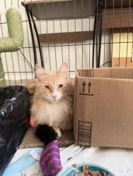 Found/Stray Male Cat last seen In Lawn Village apmts, Fairview Park, OH 44126