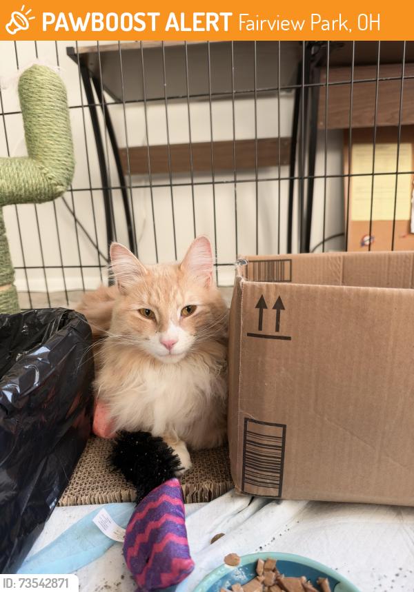 Found/Stray Male Cat last seen In Lawn Village apmts, Fairview Park, OH 44126