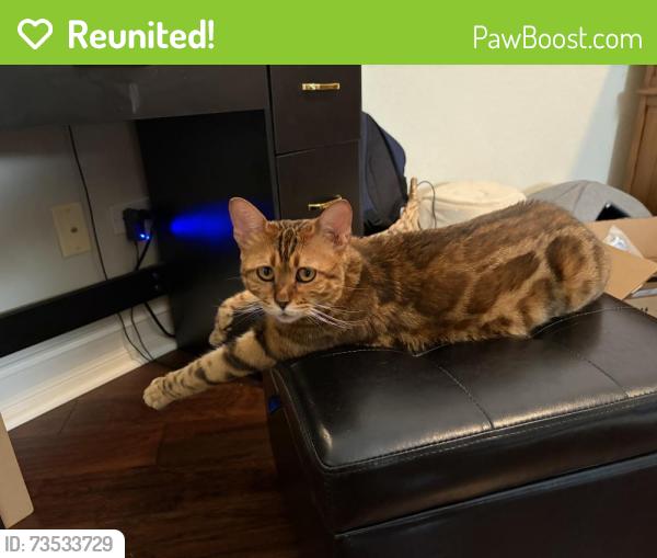 Reunited Male Cat last seen Near mallards way, Naples, FL 34114