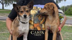 Reunited Male Dog last seen Near drive and Sul Ross Ave, Harlingen, TX 78550