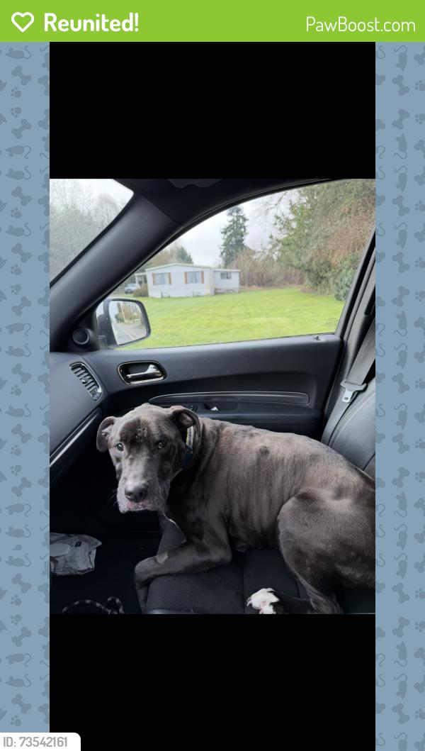 Reunited Male Dog last seen 12th st se and 21st st se, Puyallup, WA 98372