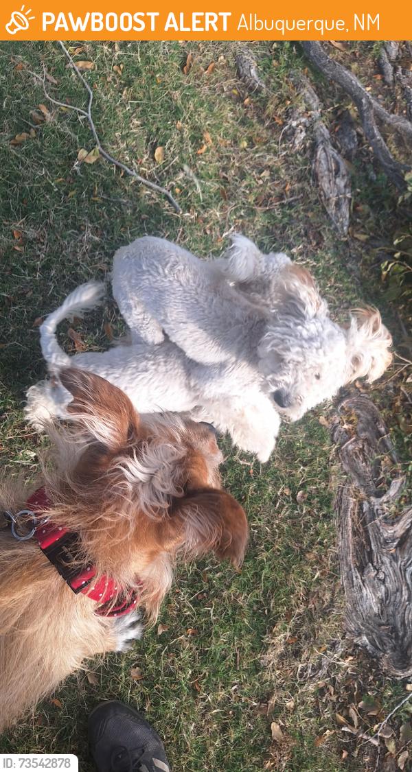Found/Stray Unknown Dog last seen Hoffman Park, Albuquerque, NM 87112