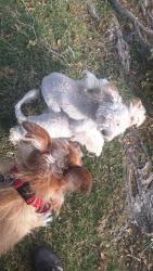 Found/Stray Unknown Dog last seen Hoffman Park, Albuquerque, NM 87112