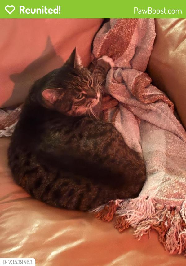 Reunited Unknown Cat last seen St George and 2nd Street, North Vancouver, North Vancouver, BC V7L 1C4