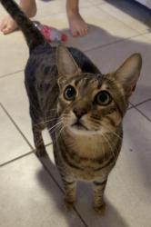 Reunited Male Cat last seen Sw 49th Lane, Cape Coral, FL 33914