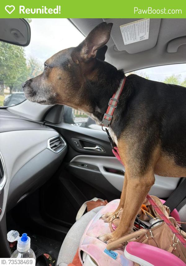 Reunited Male Dog last seen May and 70th, Oklahoma City, OK 73116